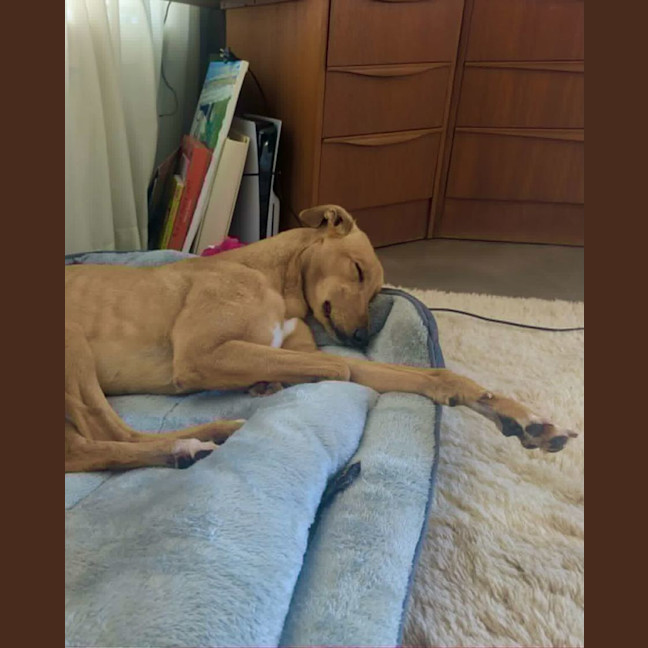 Photo of Josie