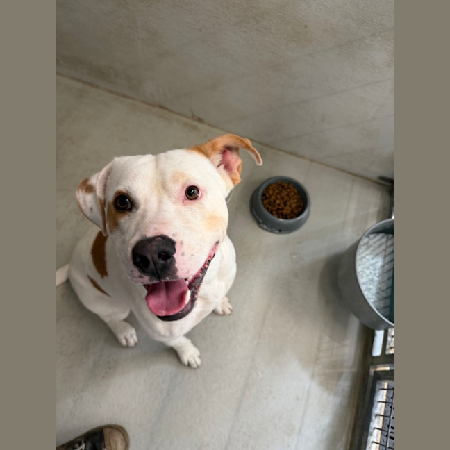 Photo of Houdini