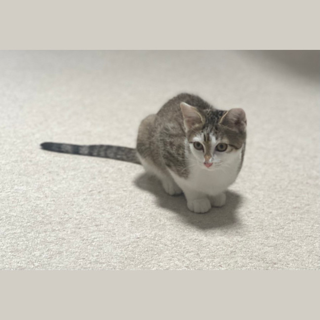 Photo of Amun (8931)