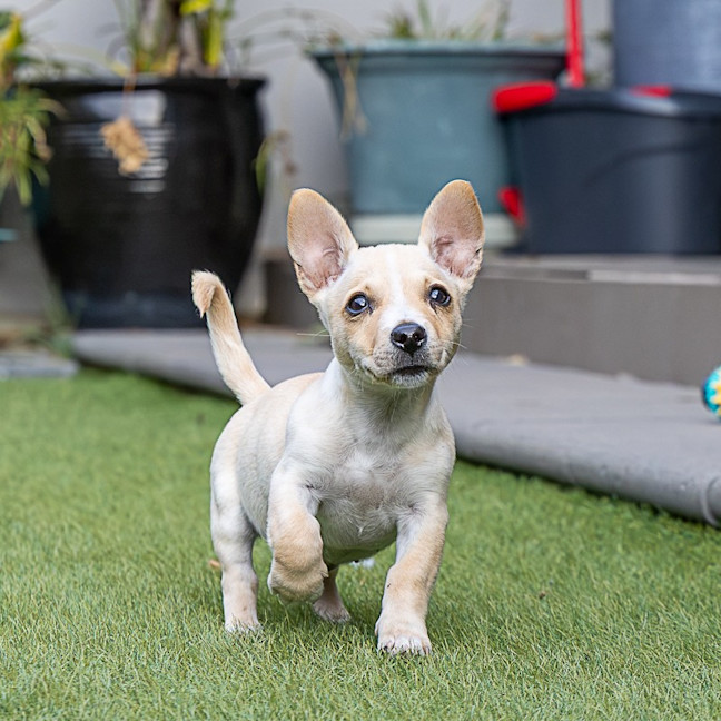 Photo of Daisy