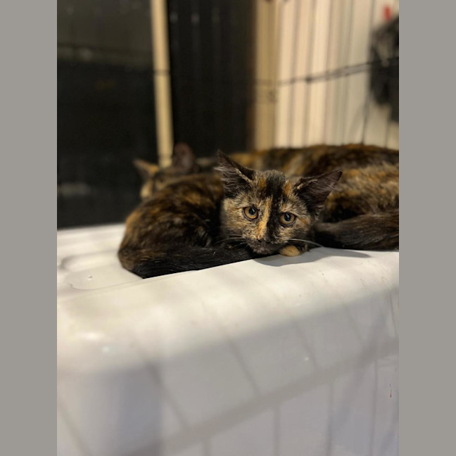 Photo of Hazel