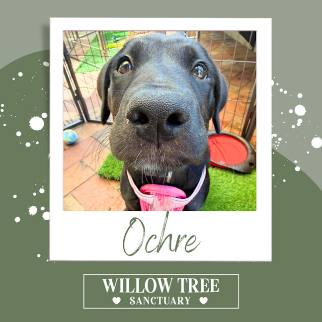 Photo of Ochre