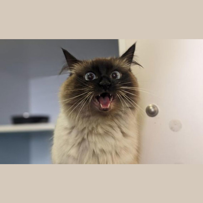 Photo of Mocha