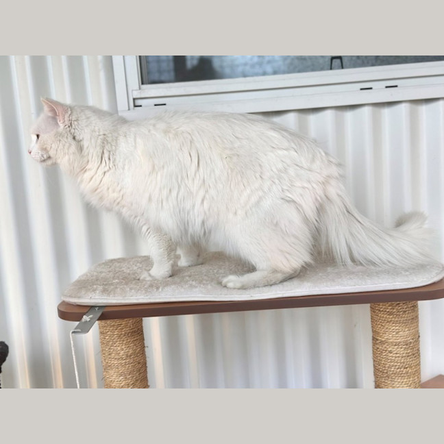 Photo of Snowball 