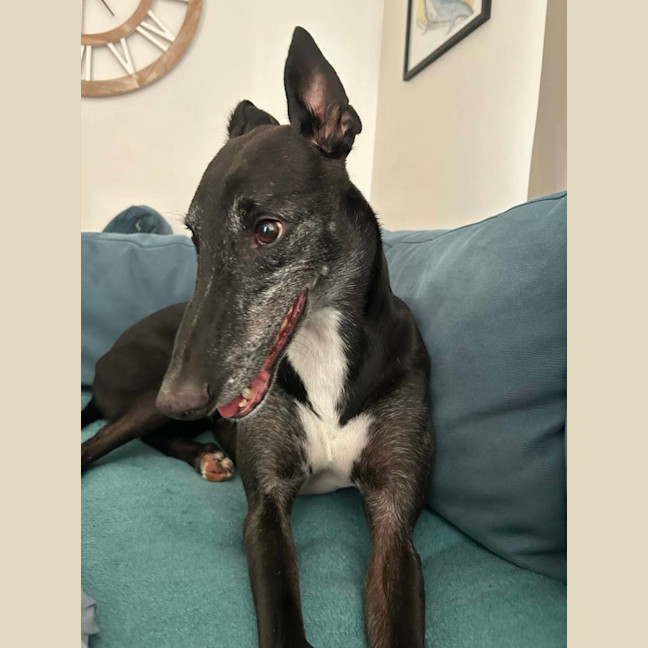Photo of Aussie, The Greyhound