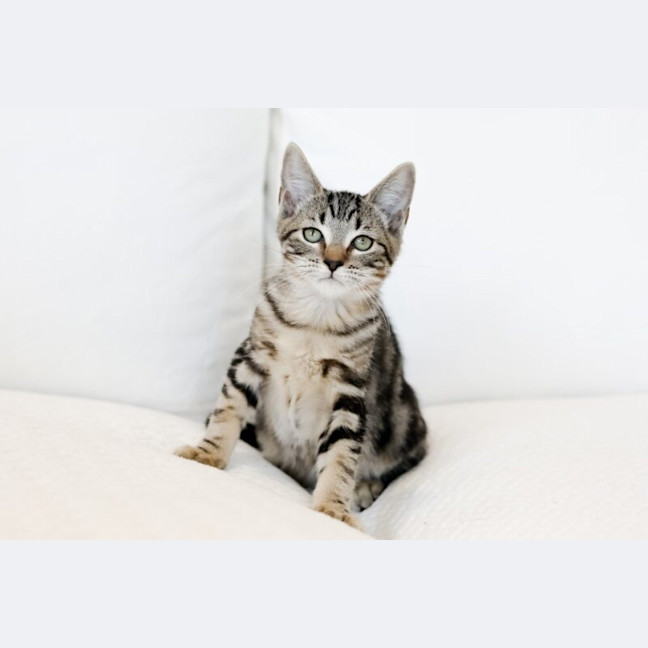 Photo of Pretzel