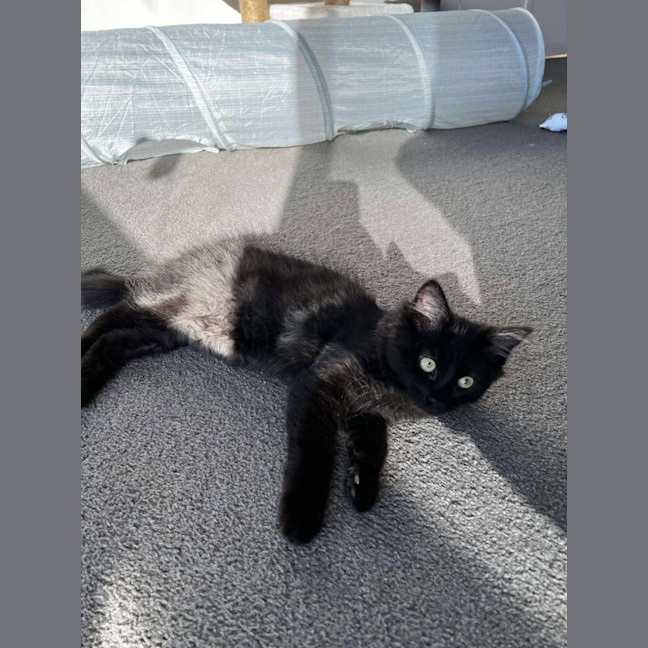 Photo of Willow