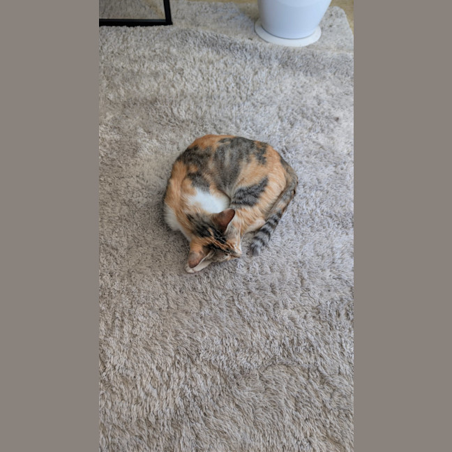 Photo of Lotus