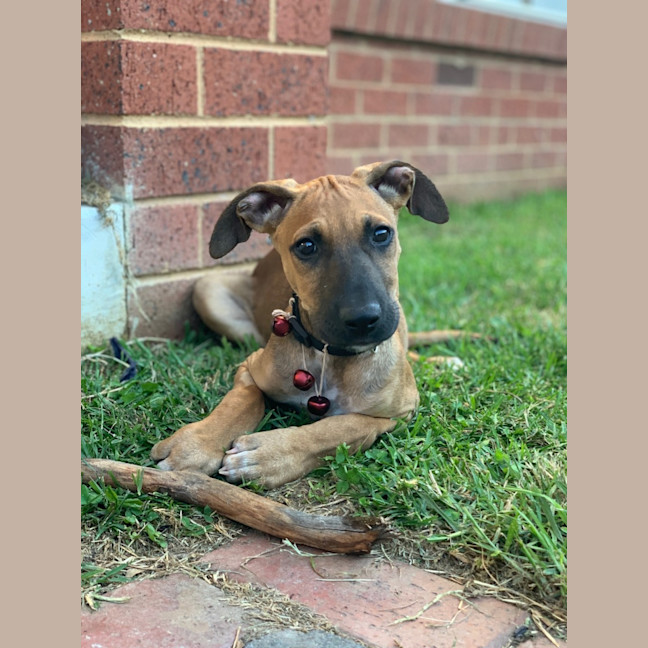 Photo of Dexter