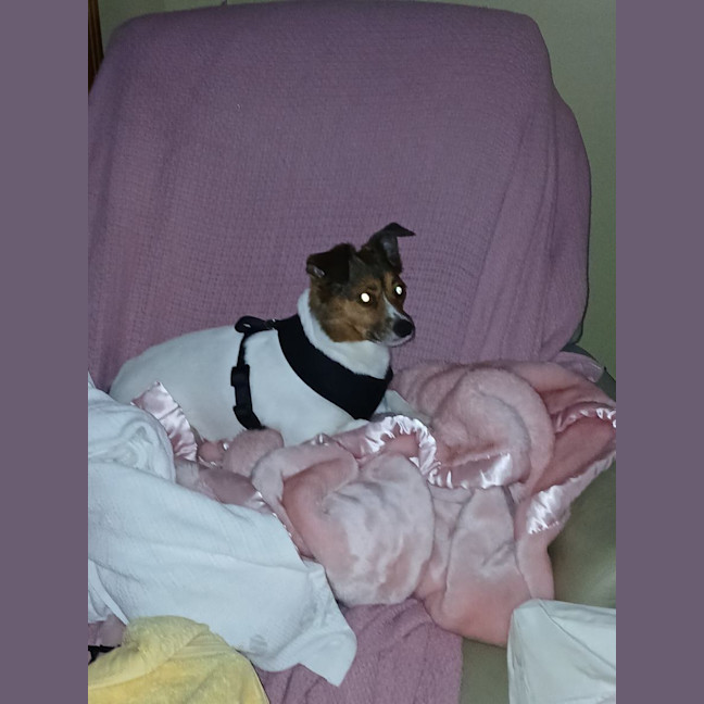 Photo of Foxy 🧡