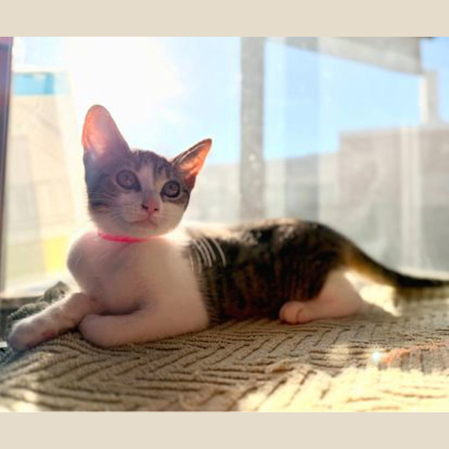 Photo of Athena