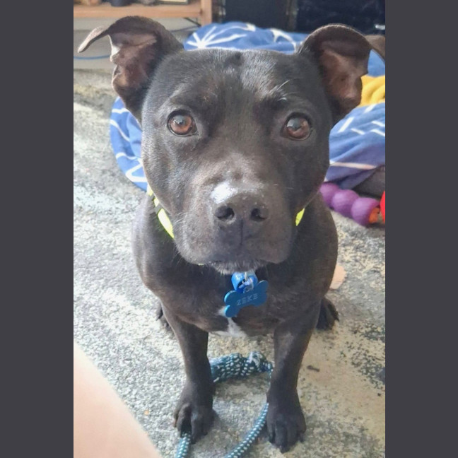 Photo of Zeke *$350 Adoption Fee*