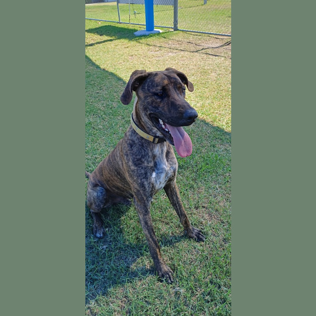 Photo of Goose