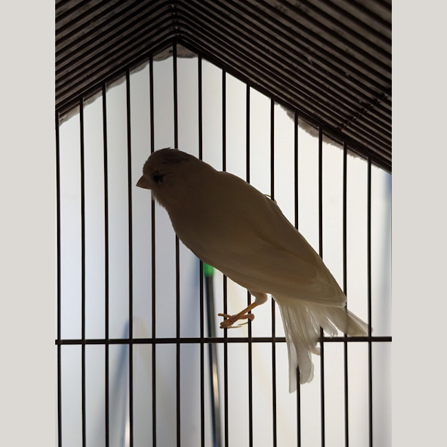 Photo of Milo