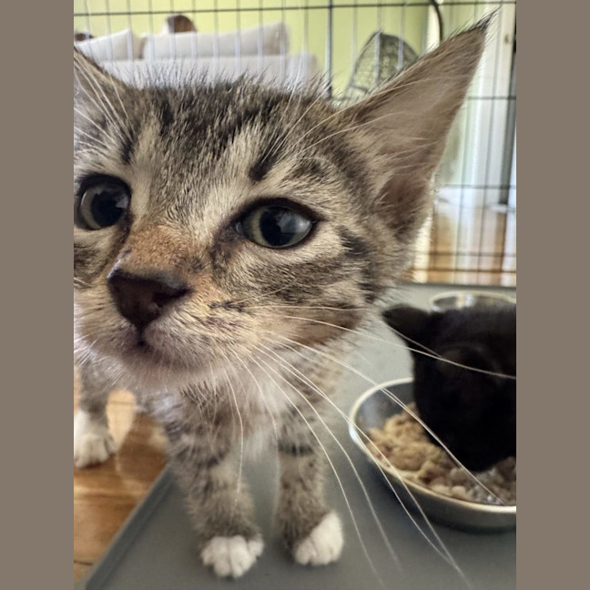 Photo of Jackson   Available 5/1/2026