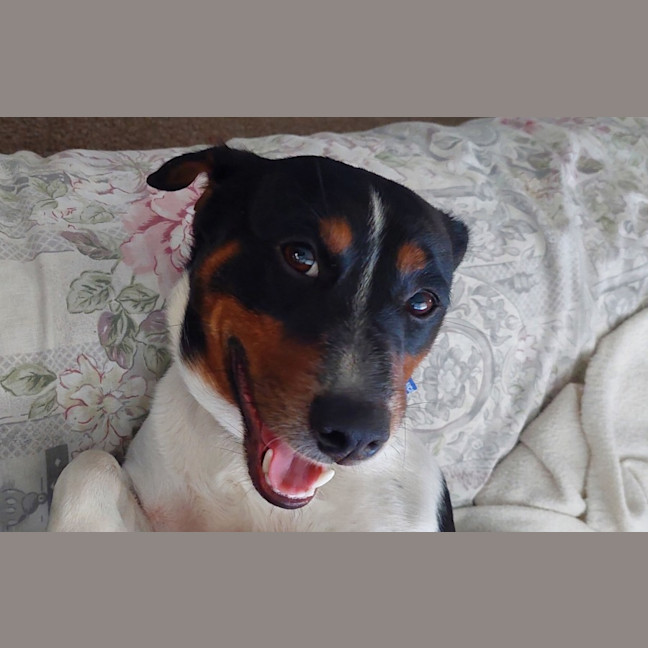 Photo of Gandhi   3 Year Old Jack Russell (Trial)