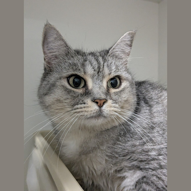 Photo of 🧶 Mittens 7012 🧶