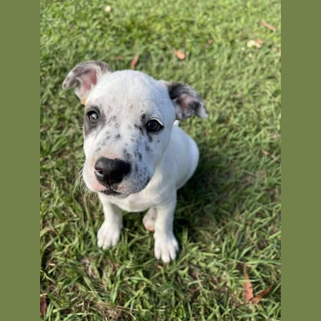 Photo of Patch