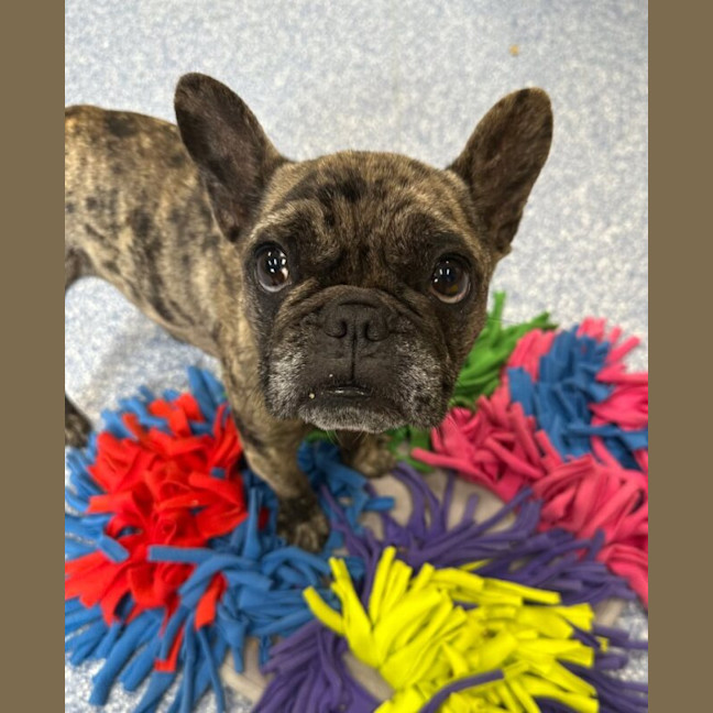 Photo of Luna