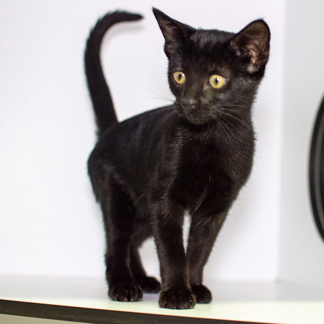 Photo of Belladonna