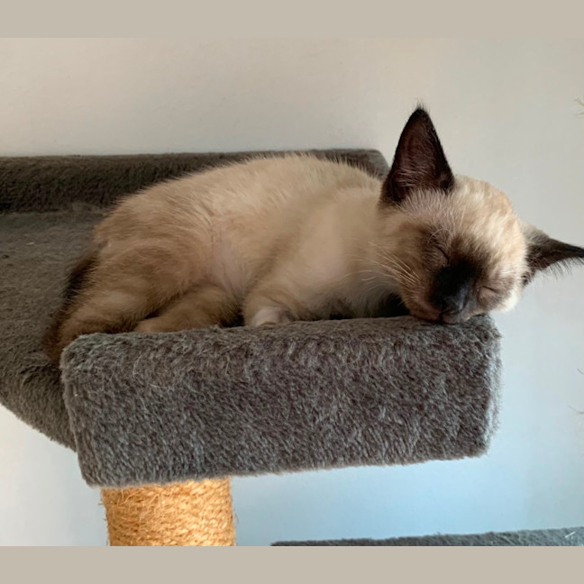 Photo of Boston 😻😻