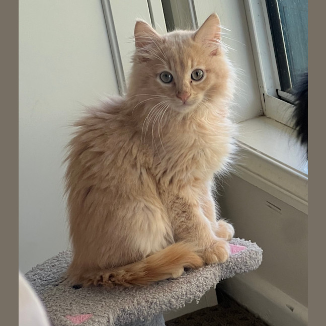 Photo of Apollo 