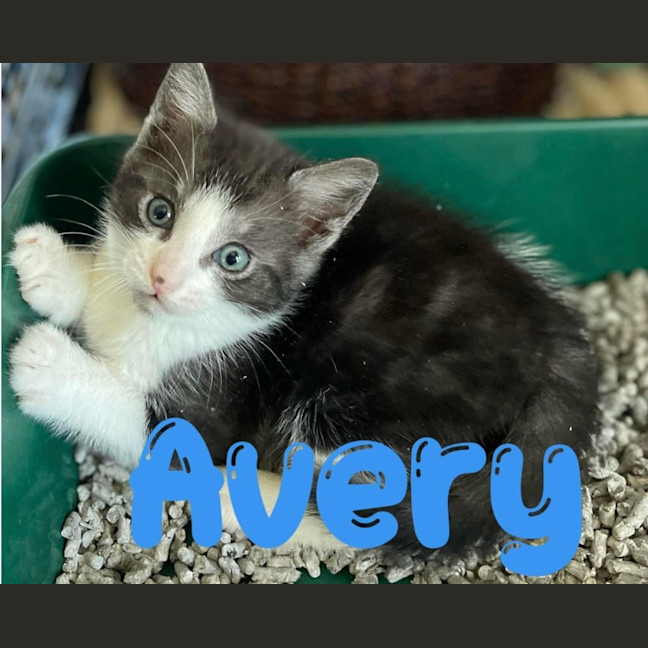 Photo of Avery 