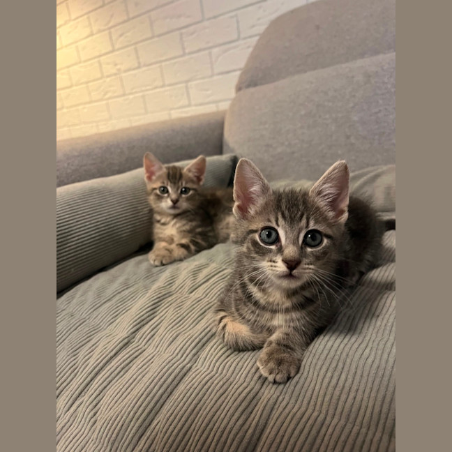 Photo of Kiwi And Berry