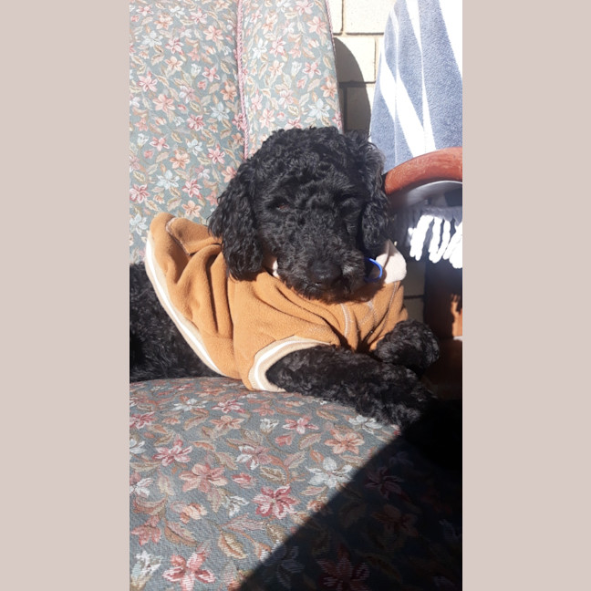 Photo of Wally   1 Year Old Cavoodle (Hold)