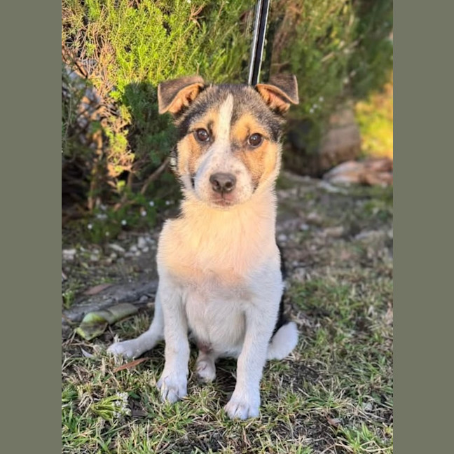 Photo of Flint