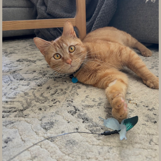 Photo of Chilli
