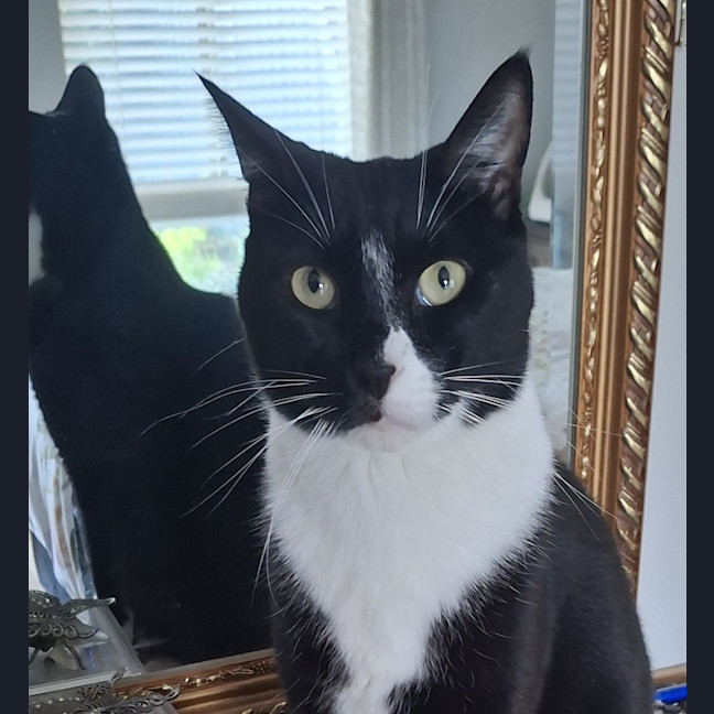Photo of Batman