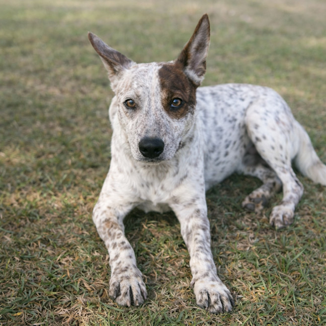 Photo of Spot