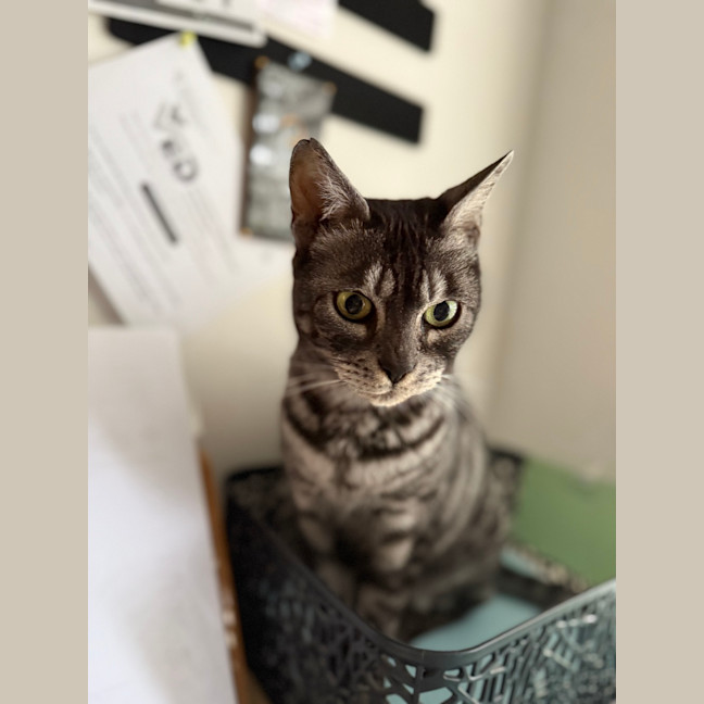 Photo of Asher