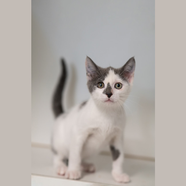 Photo of Digger