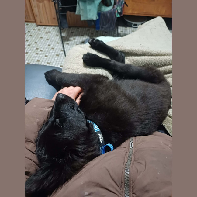 Photo of Dusty