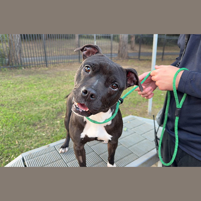 Photo of Luna
