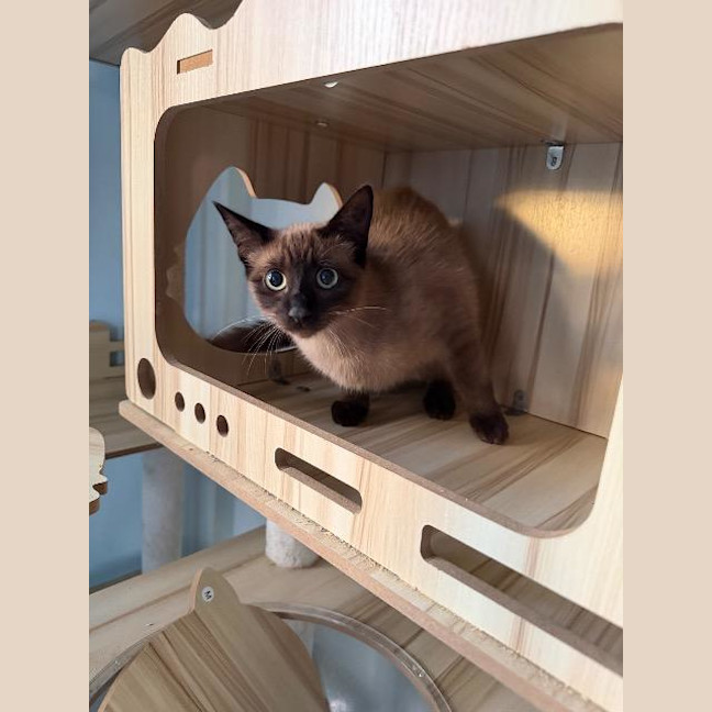 Photo of Latte