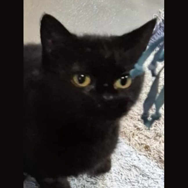 Photo of Black Betty