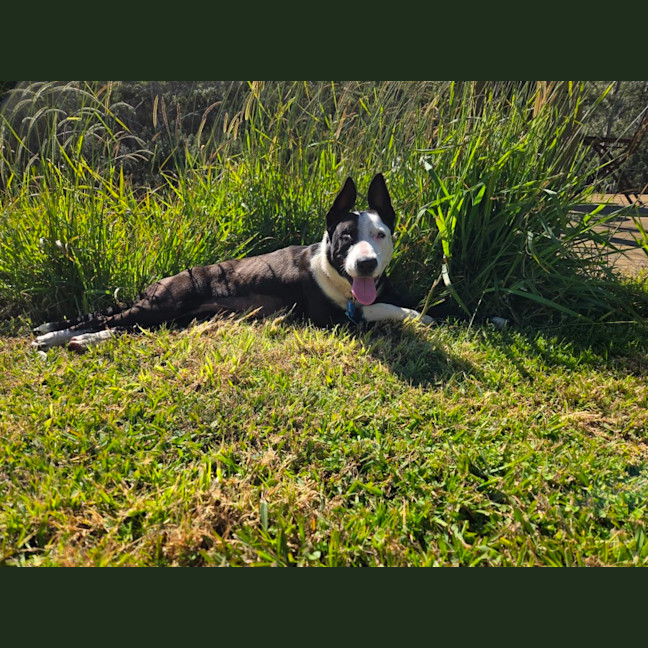Photo of Annie