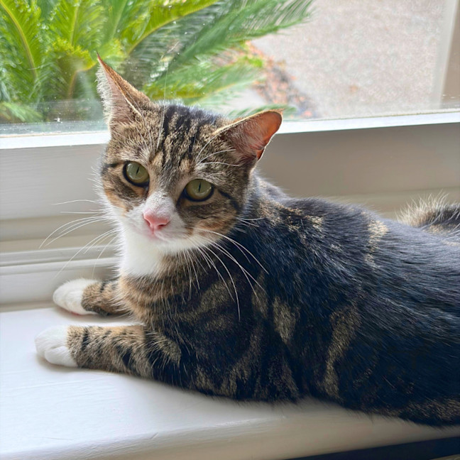 Photo of Stripes