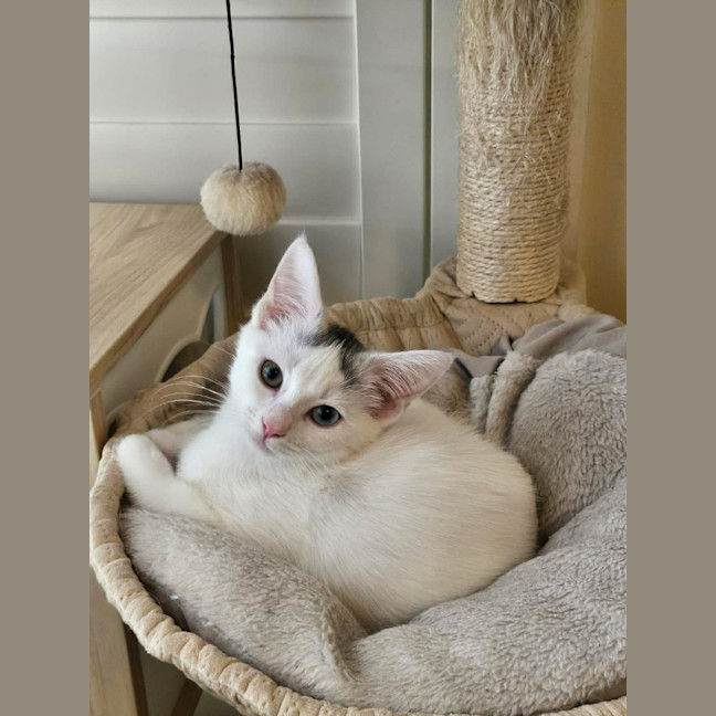 Photo of Ellie *9 Lives Project Rescue*