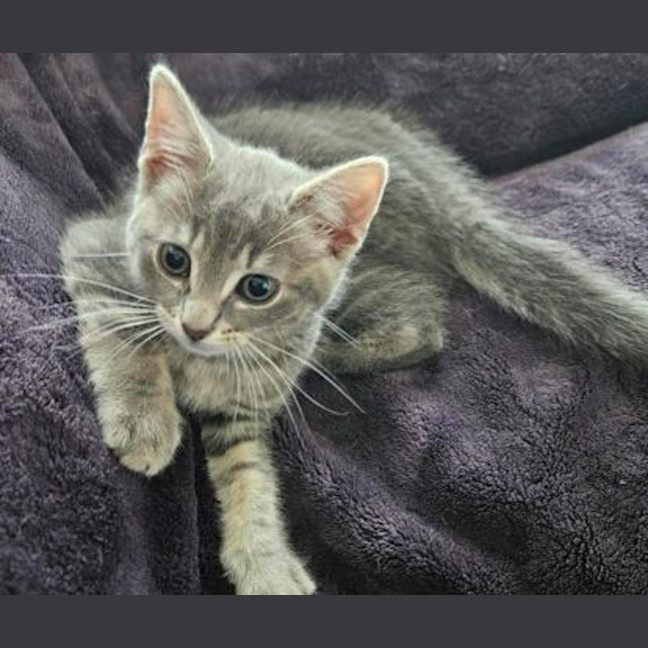 Photo of Dusty