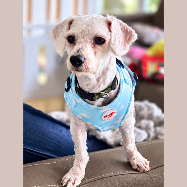 Photo of Charlie