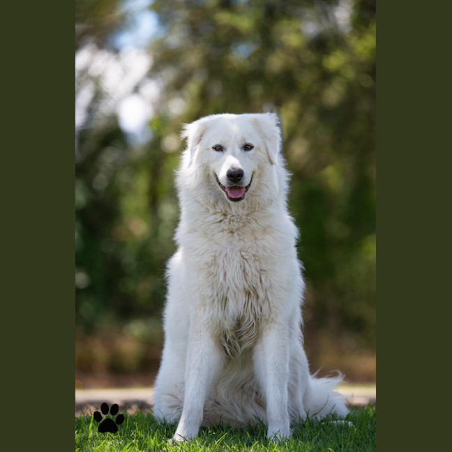 Photo of Luna