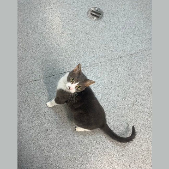 Photo of Loki