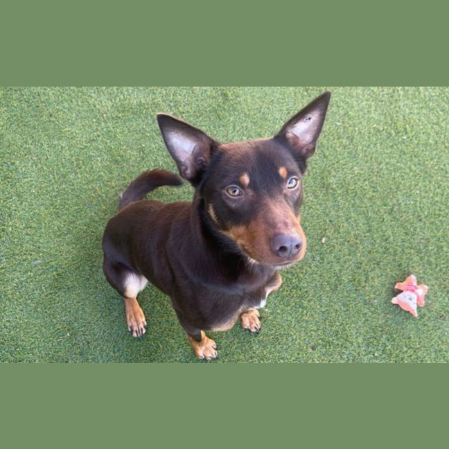 Photo of Brownie