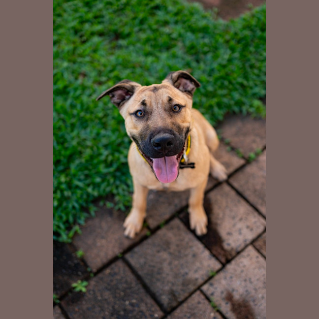 Photo of Walnut