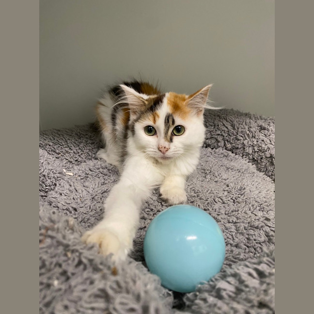 Photo of Lychee