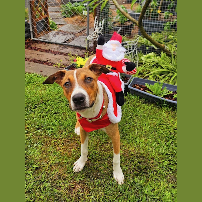 Photo of Gidget *$350 Adoption Fee*